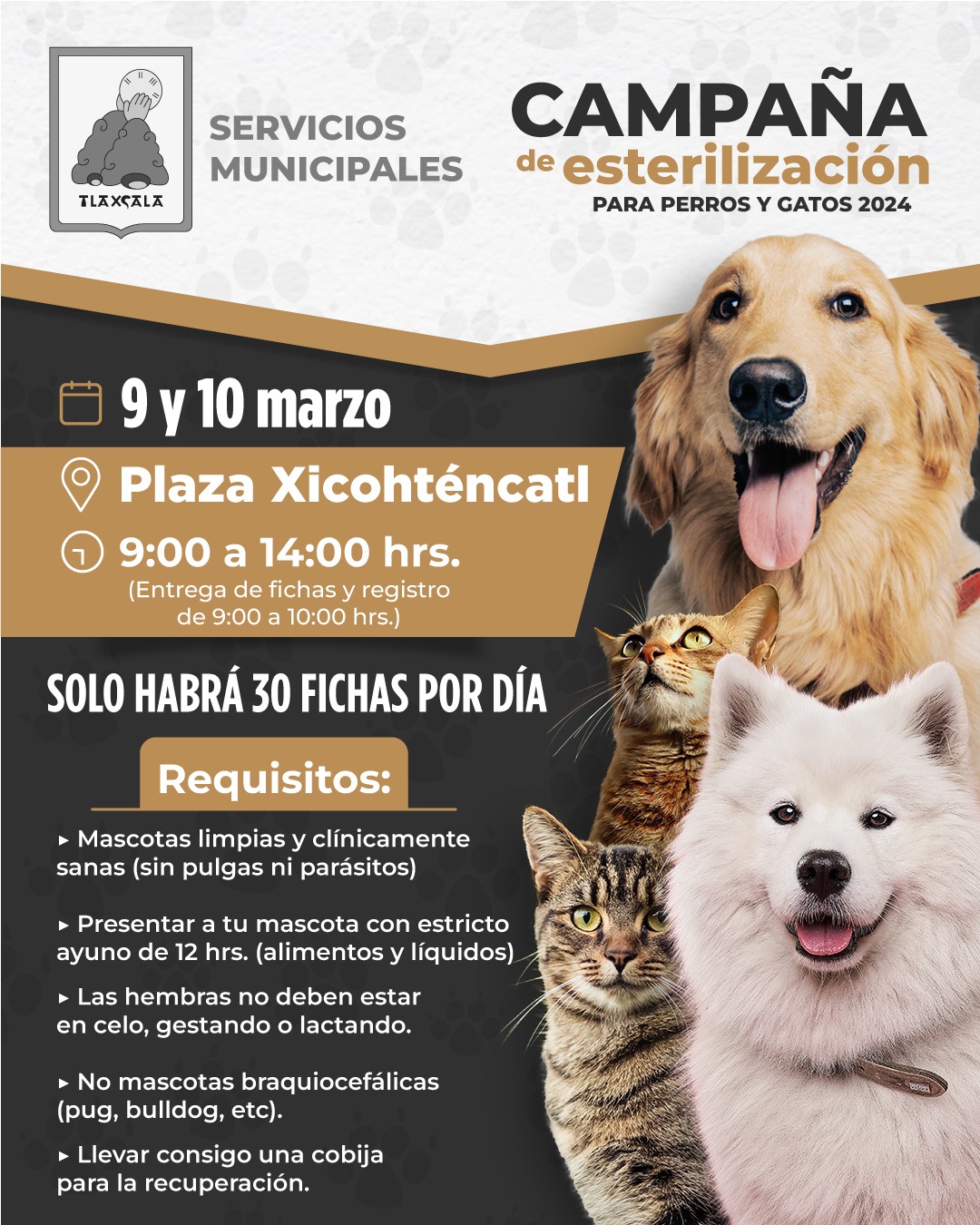Habrá esterilización de perros y gatos en Tlaxcala Capital
